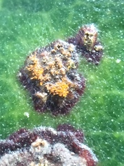 Cephaleuros