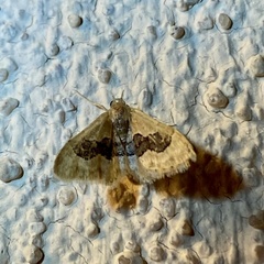 Idaea occidentaria
