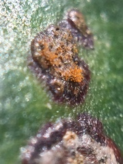 Cephaleuros