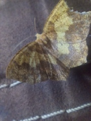 Periclina merana