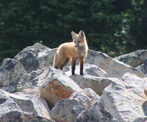 Red Fox photographed in Montana