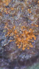 Cephaleuros