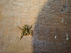 Spartaeinae