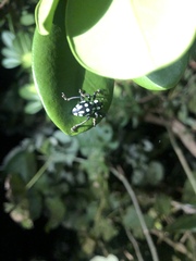 Pachyrhynchus tobafolius