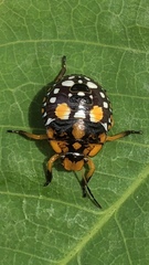 Chinavia marginata
