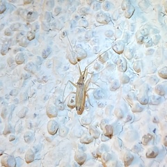 Argyrocoris scurrilis