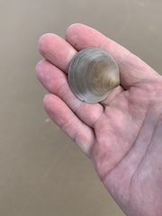 Bivalvia