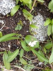 Corydalis magadanica