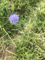 Jasione