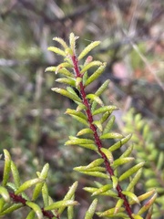 Persoonia hirsuta