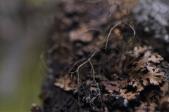 Hypogymnia austerodes