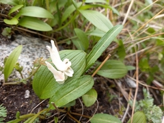 Corydalis magadanica