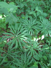 Syneilesis aconitifolia