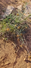 Helichrysum anomalum