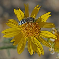 Bembix americana comata