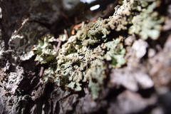 Hypogymnia bitteri