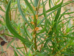 Gyrostemon australasicus