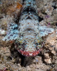 Orangemouth Saury photo 3
