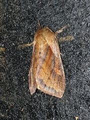 Bellura densa