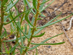 Gyrostemon australasicus
