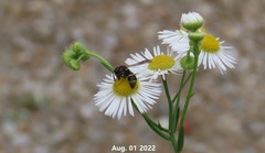 Euodynerus nipanicus