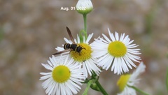 Euodynerus nipanicus