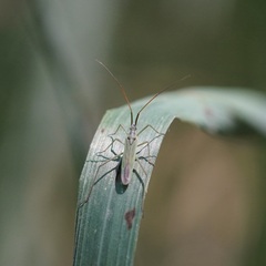 Stenodema trispinosum