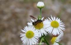 Euodynerus nipanicus