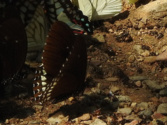 Papilio castor