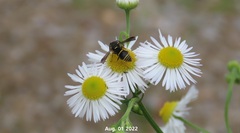 Euodynerus nipanicus