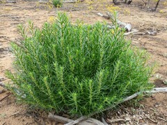 Gyrostemon australasicus