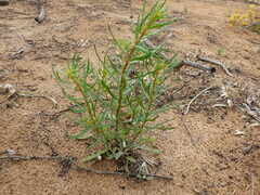 Gyrostemon australasicus