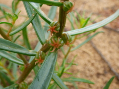 Gyrostemon australasicus