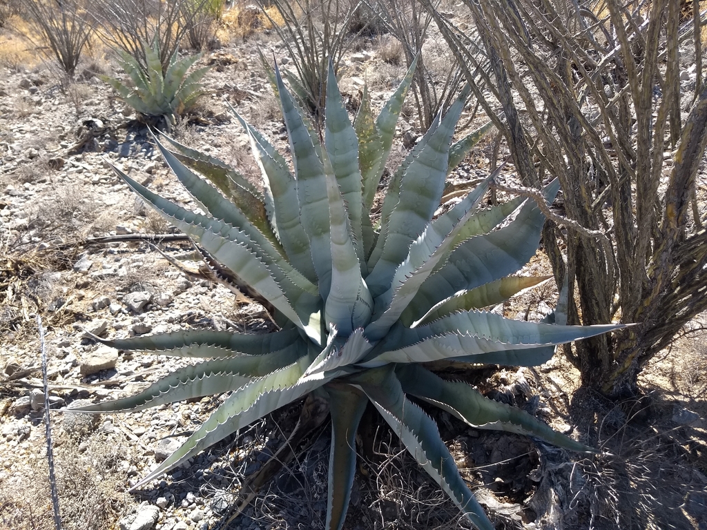 Agave zebra (Zebra Agave)