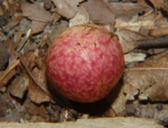 Amphibolips quercusjuglans