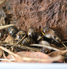 Glomeris pulchra