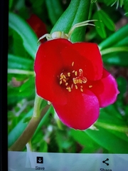 Portulaca grandiflora