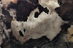 Irpex latemarginatus