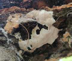 Irpex latemarginatus