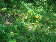 Trollius macropetalus