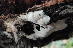 Irpex latemarginatus