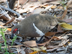 Geophaps smithii smithii