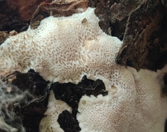 Irpex latemarginatus