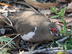 Geophaps smithii smithii