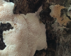 Irpex latemarginatus