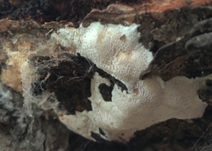 Irpex latemarginatus