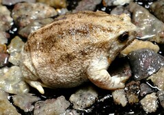 Southern Sandhill Frog photo 3