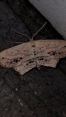 Scopula cacuminaria