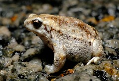 Southern Sandhill Frog photo 2