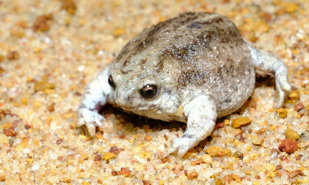 Southern Sandhill Frog